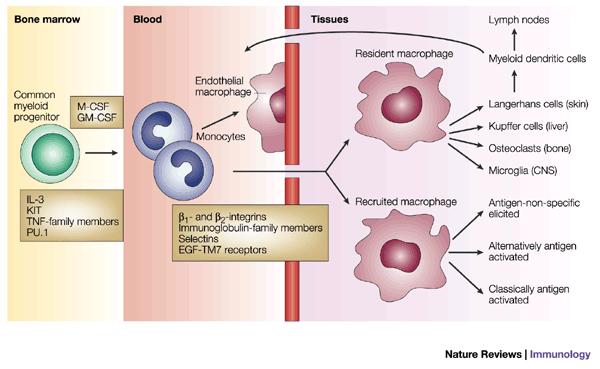 σύστημα μονοκυττάρων/μακροφάγων μονοκύτταρα του αίματος μεταναστεύουν στους