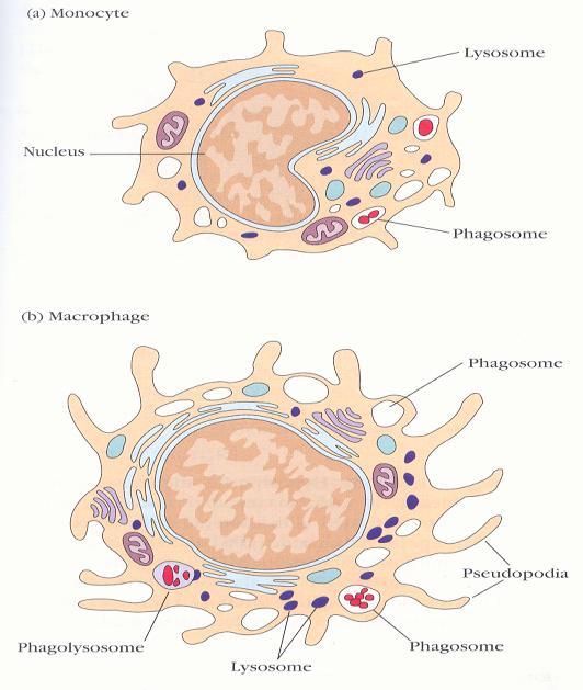 Kupffer (ήπαρ) κυψελιδικά μακροφάγα (πνεύμονες) κύτταρα μικρογλοίας (νευρικό