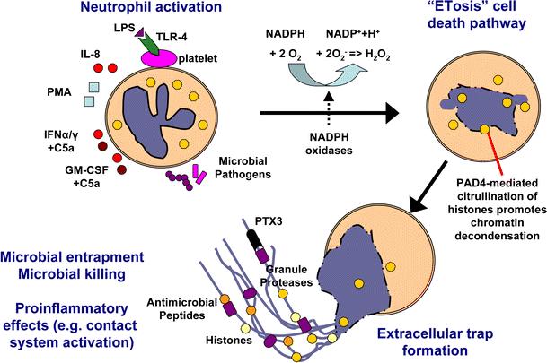 extracellular traps (ETs) σχηματισμός ETs από τα φαγοκύτταρα έχει αναγνωρισθεί ως ένας νέος και σημαντικός μηχανισμός φυσικής ανοσίας ETs αποτελούνται από πυρηνικό ή