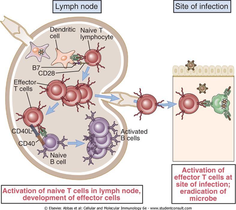 δραστικά Τ κύτταρα εγκαταλείπουν τους λεμφαδένες και μέσω της κυκλοφορίας φθάνουν στο σημείο της λοίμωξης ή της