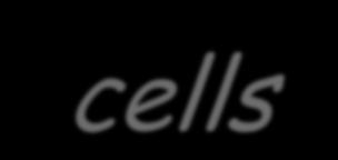 Τ βοηθητικά κύτταρα (CD4+ Th