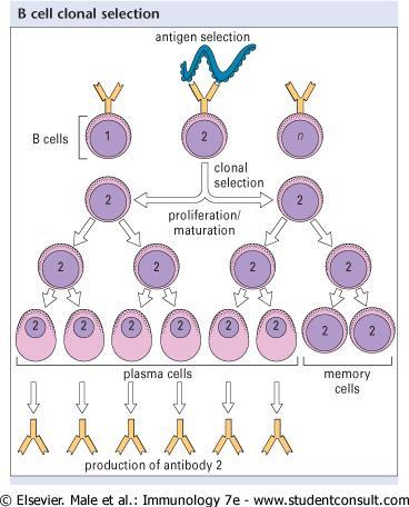 ενεργοποίηση των Β λεμφοκυττάρων οδηγεί στον πολλαπλασιασμό (κλωνική εξάπλωση) στην διαφοροποίηση σε - πλασματοκύτταρα (που εκκρίνουν