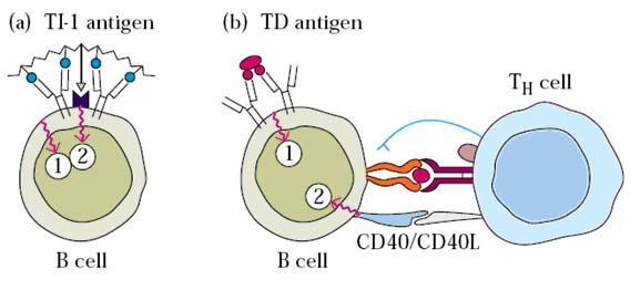 θυμοεξαρτώμενα αντιγόνα (TD) αντισωματικές απαντήσεις έναντι πρωτεϊνικών αντιγόνων απαιτούν την βοήθεια των CD4+ Th κυττάρων τα οποία αναγνωρίζουν επίσης το αντιγόνο