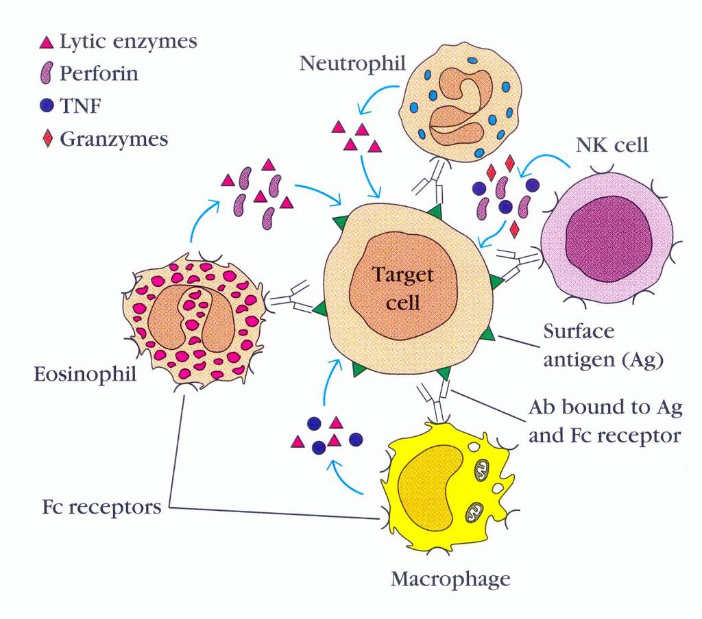 (Antibody-Dependent