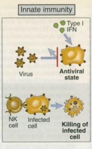 φυσική ανοσία στους ιούς IFN τύπου Ι από τα προσβεβλημένα κύτταρα (κυρίως δενδριτικά)
