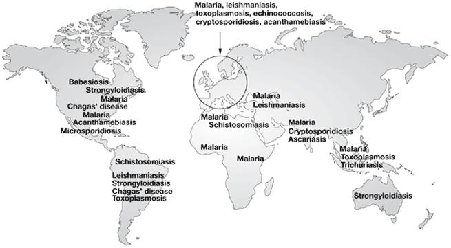 παρασιτικές λοιμώξεις (παρασιτώσεις) οφείλονται σε πρωτόζωα έλμινθες(μετάζωα) εξωπαράσιτα (ακάρεα, τσιμπούρια) 30% του πληθυσμού της γης πάσχει από παρασιτώσεις (αναπτυσσόμενες χώρες) παράσιτα