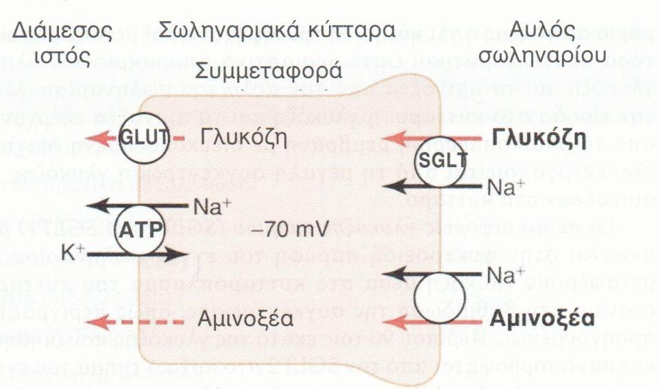 Μηχανισμοί Μεταφοράς Ουσιών στο Σωληνάριο Δευτερογενής Ενεργητική