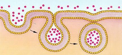 μεμβράνης σωληναριακού κυττάρου Εγκόλπωση Μεταφορικό μόριο που περιέχει
