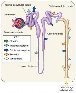 of Henle Αγκύλη Henle - Distal Convoluted Tubule Άπω