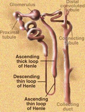 Αγκύλη Henle Λεπτό Τμήμα Κατιόν Ανιόν Παχύ Τμήμα