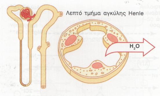 Αγκύλη Henle Λεπτό Τμήμα Λεπτό επιθήλιο, Χωρίς ψηκτροειδή παρυφή Λίγα μιτοχόνδρια Κατιόν σκέλος - Μεγάλη διαπερατότητα στο H 2 O - Μέτρια διαπερατότητα σε Na +, ουρία -