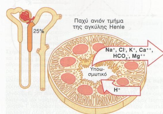 Αγκύλη Henle Παχύ Τμήμα Κύτταρα πάχους Μιτοχόνδρια Υποτυπώδης ψηκτροειδή παρυφή Λίγοι δίαυλοι Ισχυρές στεγανές συνάψεις