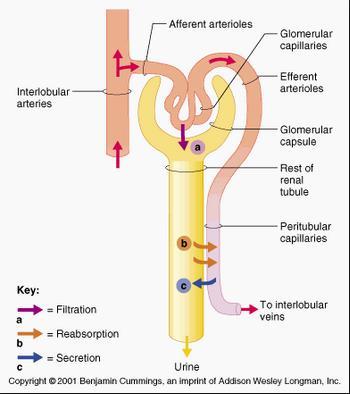 Glomerular Filtration Rate