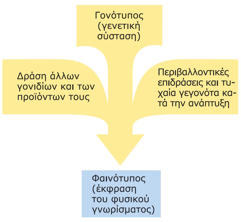 Γονότυποσ & φαινότυποσ