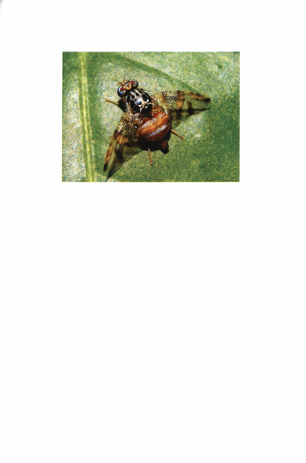 Εικόνα 1: Ενήλικο θηλυκό Ceratitis capitita.
