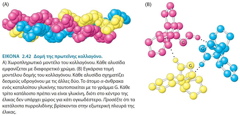 σημασία της γλυκίνης