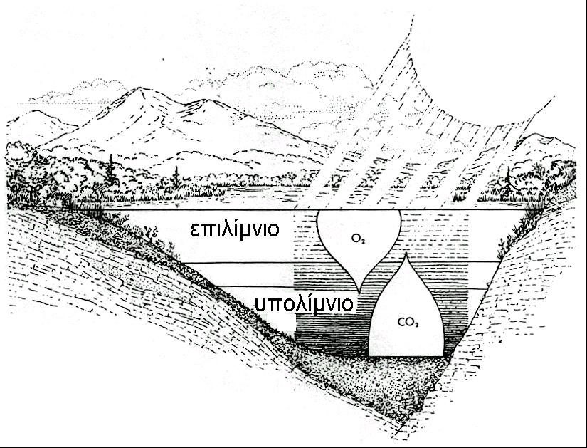 ΣΟ ΛΗΜΝΑΗΟ ΠΔΡΗΒΑΛΛΟΝ κεηαιίκλην (ή ζεξκνθιηλέο) Δπηιίκλην: πεξηνρή έληνλεο θσηνζύλζεζεο πςειή ζπγθ. Ο 2 ρακειή ζπγθ.