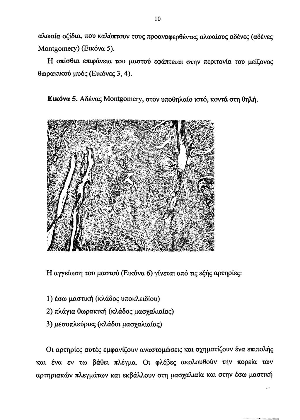 10 αλωαία οζίδια, που καλύπτουν τους προαναφερθέντες αλωαίους αδένες (αδένες Montgomery) (Εικόνα 5).