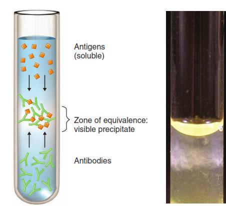 Ιζηματινοαντίδραση Αντίδραση διαλυτών αντιγόνων με αντισώματα σχηματισμός μεγάλων, μοριακών