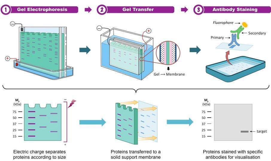 Ανοσοαποτύπωμα (Western Blot) Πιστοποίηση ύπαρξης πρωτεΐνης προϋπόθεση η διαθεσιμότητα αντισωμάτων έναντι αυτής Ηλεκτροφορητική ανάλυση: Διαχωρισμός πρωτεϊνών