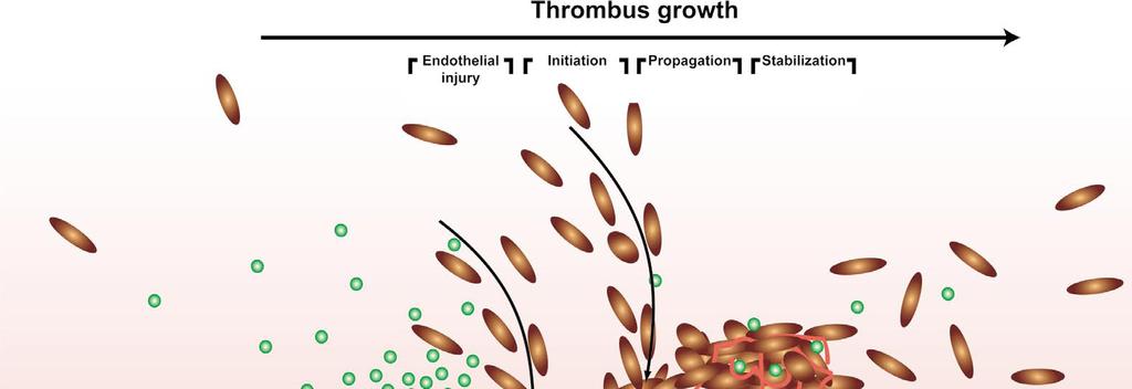 Atherosclerosis / Inflammation / TF /