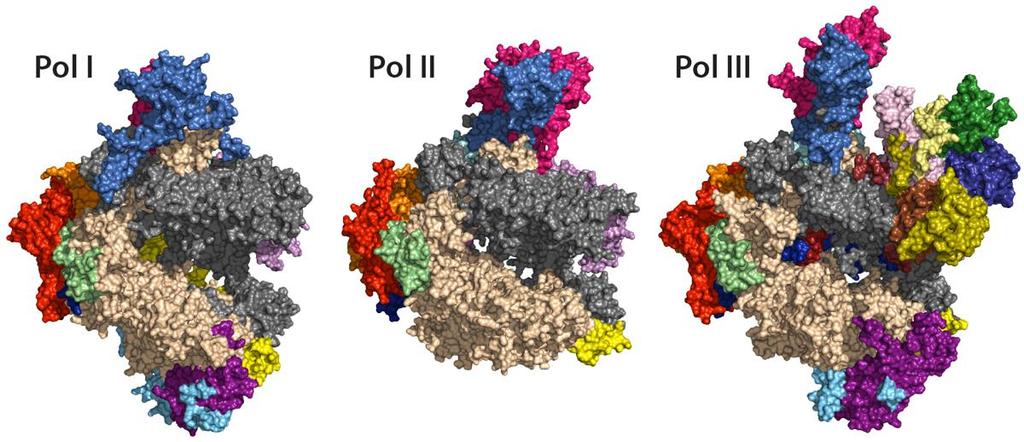 Ευκαρυωτικές RNA πολυμεράσες 28S, 5.