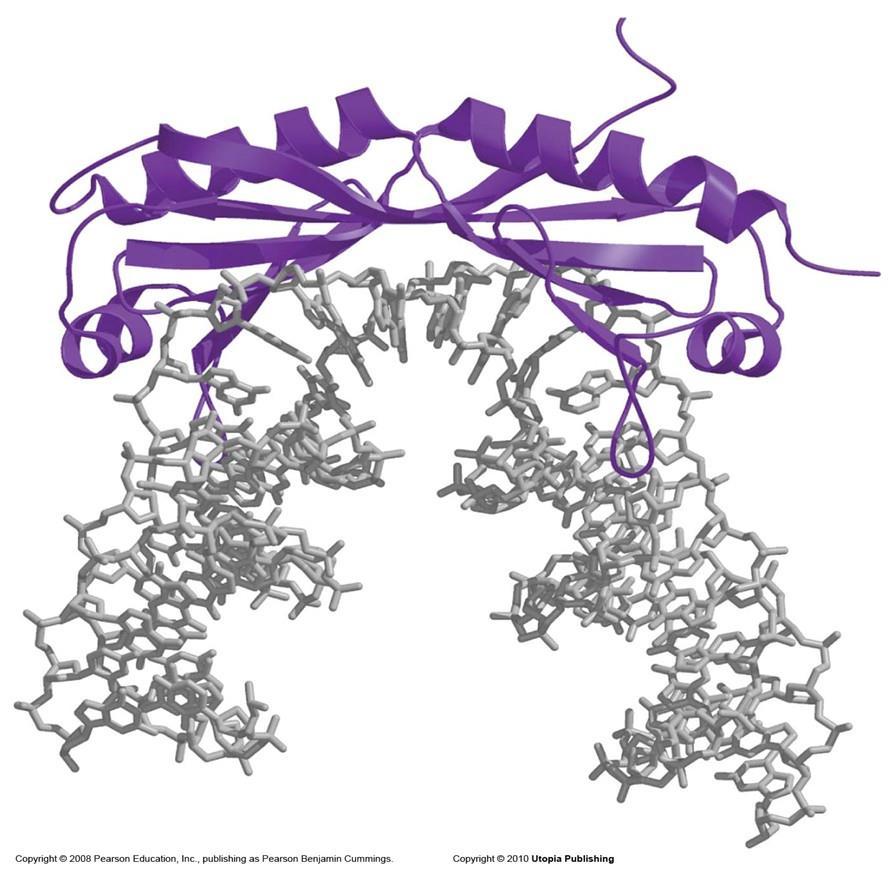 TATA-box-binding protein (TBP) Συντηρημένη πρωτεΐνη: 80% ταυτότητα αμινοξέων στην περιοχή που προσδένεται στην αλληλουχία TATA-box από τον ζυμομύκητα στον άνθρωπο.
