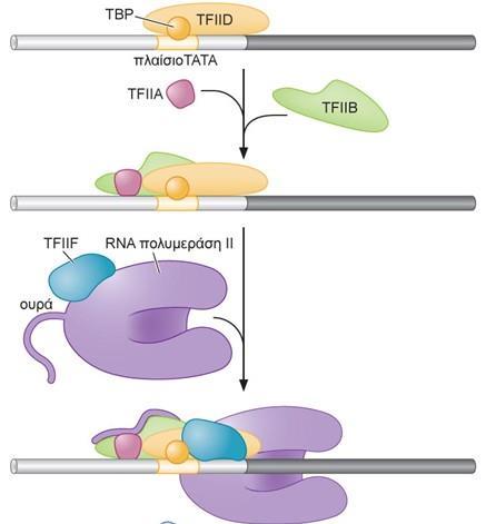 καθώς και της RNA πολυμεράσης στον υποκινητή.