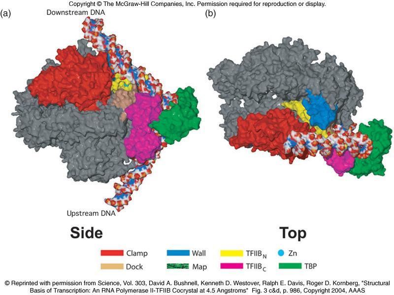 TFIIΒ: Επιτρέπει την δέσμευση της RNA πολυμεράσης ΙΙ Αποτελείται από μία υπομονάδα 35 kda Προσδένεται μετά το σύμπλοκο TFIID και τον TFIIA Απαραίτητος για την πρόσδεση της RNA πολυμεράσης