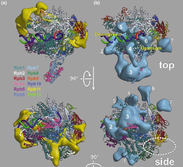 TFIIF: Συνδέεται ισχυρά με την RNA πολυμεράση ΙΙ Cryo-EM (16 Å) of RNAPII-TFIIF (2003) TFIIF (μπλε χρώμα) Στερεοδιαταξικές αλλαγές στη