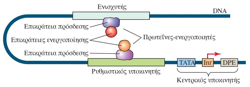 Δημιουργία βρόχου DNA.