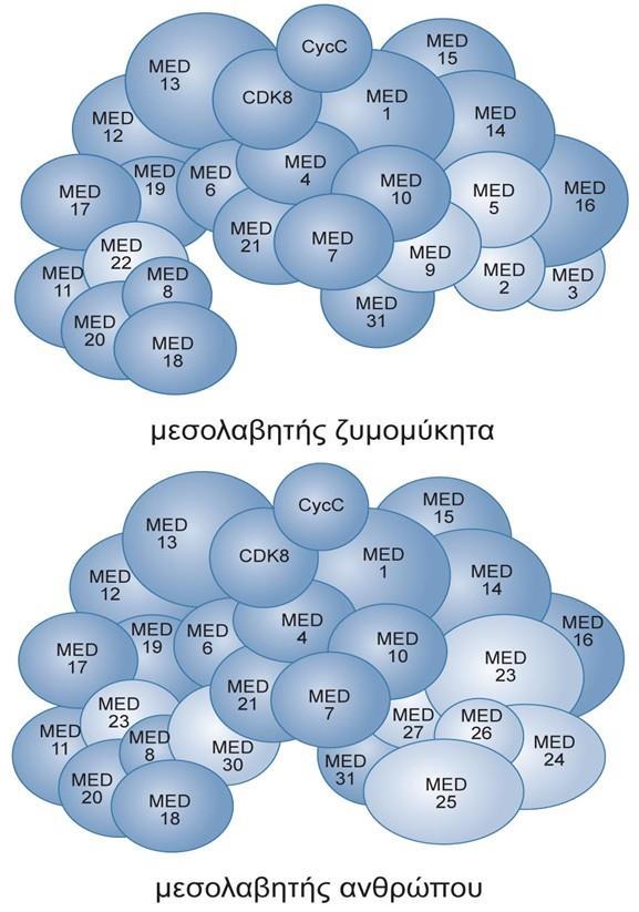 Το σύμπλοκο του μεσολαβητή (mediator complex) Παρόλο που οι ενεργοποιητές της μεταγραφής αλληλεπιδρούν με στοιχεία της βασικής μεταγραφικής συσκευής, όπως ο ΤΒΡ, οι παράγοντες TAFs και ο TFIIB, οι