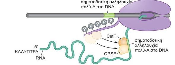 Η πολυαδενυλίωση του 3 άκρου του RNA συνδέεται στενά με τον τερματισμό της μεταγραφής.