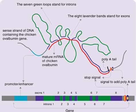 Συρραφή του RNA (RNA splicing) Τα περισσότερα γονίδια των ευκαρυωτικών είναι ασυνεχή.