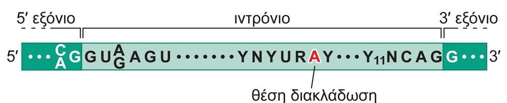Πως ξεχωρίζουν μεταξύ τους τα εσώνια και τα εξώνια; Τα όρια μεταξύ των εσωνίων και των εξωνίων χαρακτηρίζονται από ειδικές αλληλουχίες νουκλεοτιδίων εντός των πρόδρομων mrna, οι οποίες και
