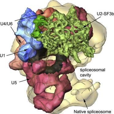Tο σωμάτιο συρραφής (Spliceosome) Οι αντιδράσεις της συρραφής καταλύονται από ένα υπερμοριακό συγκρότημα που ονομάζεται «σωμάτιο συρραφής» (spliceosome) και αποτελείται 150 περίπου πρωτεΐνες και 5