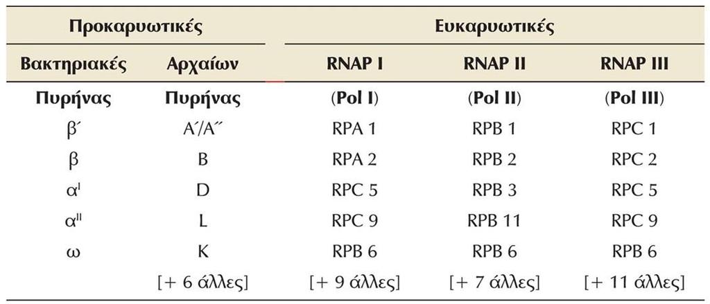 RNA πολυμεράσες Στα Αρχαία υπάρχει μία μόνο RNA πολυμεράση, δομικά όμοια με τις ευκαρυωτικές.
