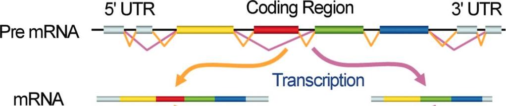 ΕΝΑΛΛΑΚΤΙΚΗ ΣΥΡΡΑΦΗ 1 γονίδιο Διαφορετικά mrna Διαφορετικές πρωτεΐνες Η