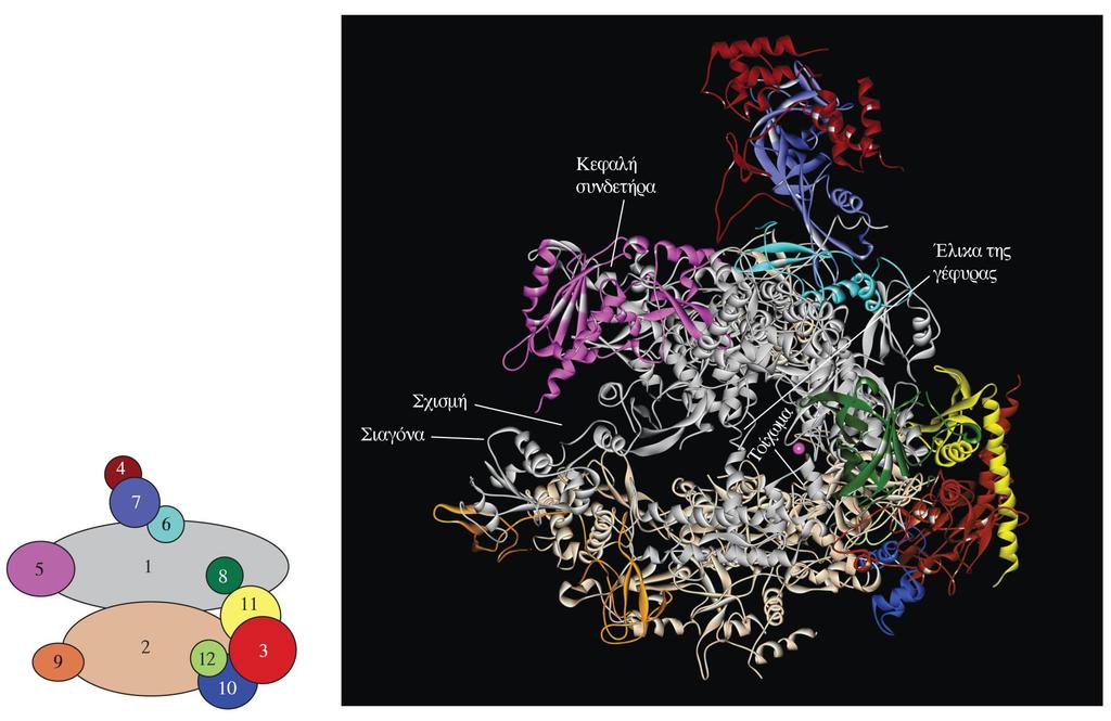 Μοντέλο της δομής της 12-μερούς RNA πολυμεράσης ΙΙ του ζυμομύκητα Οι υπομονάδες έχουν τα ίδια