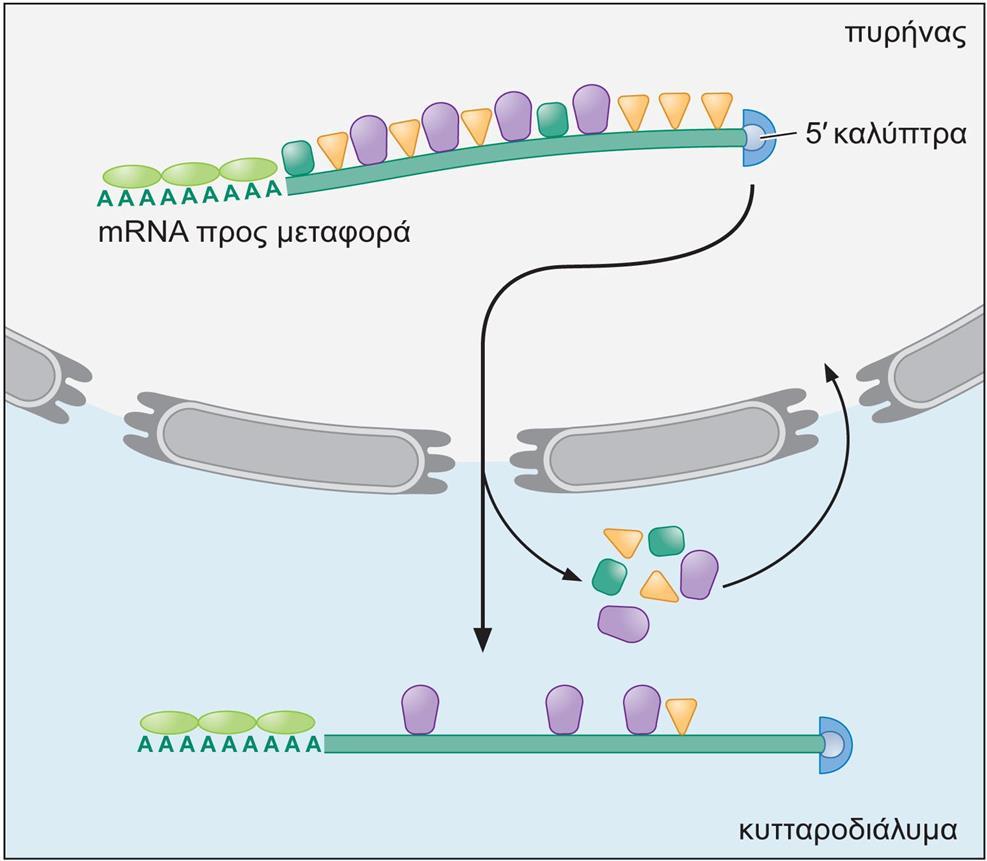 Μεταφορά mrna από τον πυρήνα στο κυτταρόπλασμα Η εξαγωγή του RNA από τον πυρήνα είναι μια ενεργός διαδικασία και μόνο ορισμένα RNA επιλέγονται για μεταφορά.