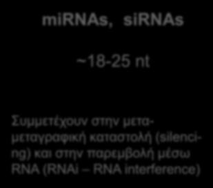 Ο κεντρικός ρόλος μη κωδικών RNAs (ncrnas) στους μηχανισμούς