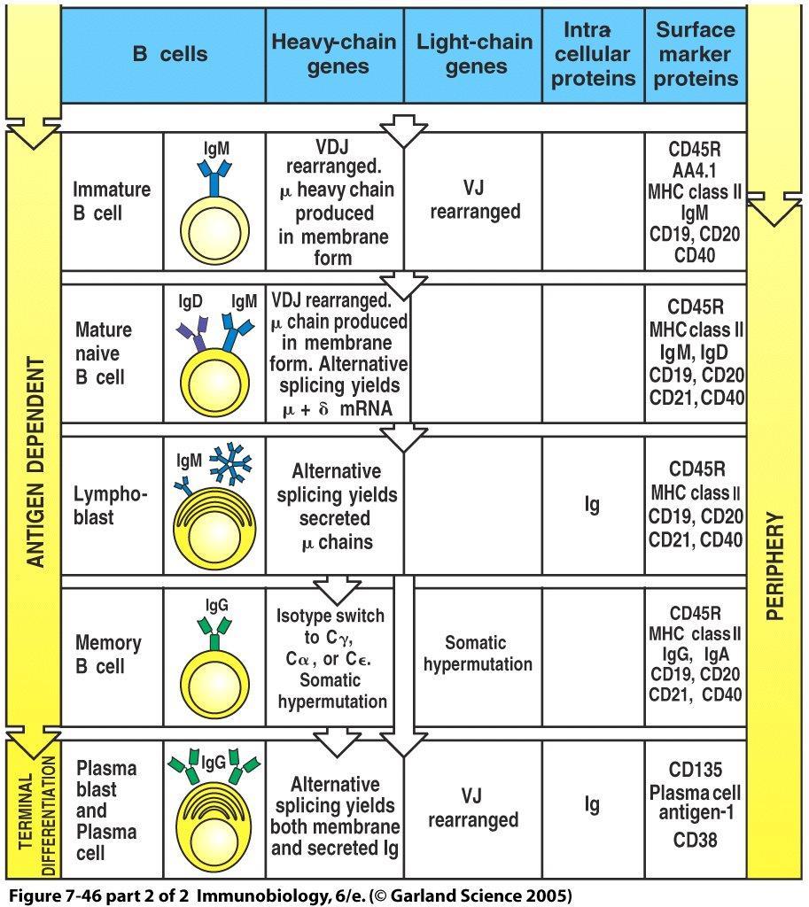 Προέλευση του κυττάρου της ΧΛΛ Naive B-λεμφοκύτταρο CD5+,CD19+,CD20+, CD23+, IgM+, IgD+ που υπάρχει στην κυκλοφορία στο