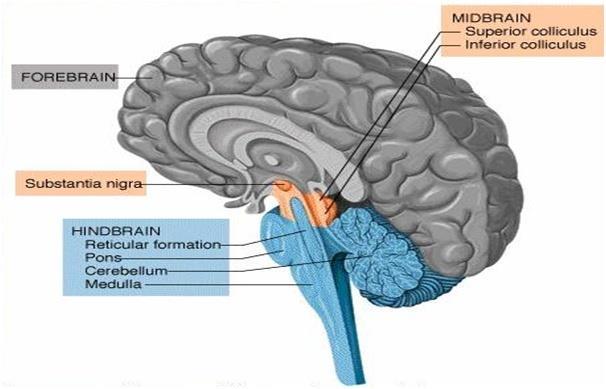 Ο οπίσθιος εγκέφαλος αποτελείται από την γέφυρα, τον προμήκη και την παρεγκεφαλίτιδα. Ο μέσος εγκέφαλος μαζί με την γέφυρα και τον προμήκη απαρτίζουν το εγκεφαλικό στέλεχος.