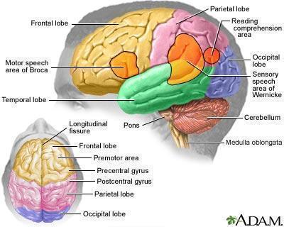 Εικόνα 3.2 Σχηματική ανατομική και λειτουργική αναπαράσταση του εγκεφάλου. (108) 3.2.1 Τα εγκεφαλικά ημισφαίρια Τα ημισφαίρια του εγκεφάλου, τα οποία αποτελούν την έδρα των λεπτομερών πνευματικών λειτουργιών είναι δύο, το δεξιό και το αριστερό.