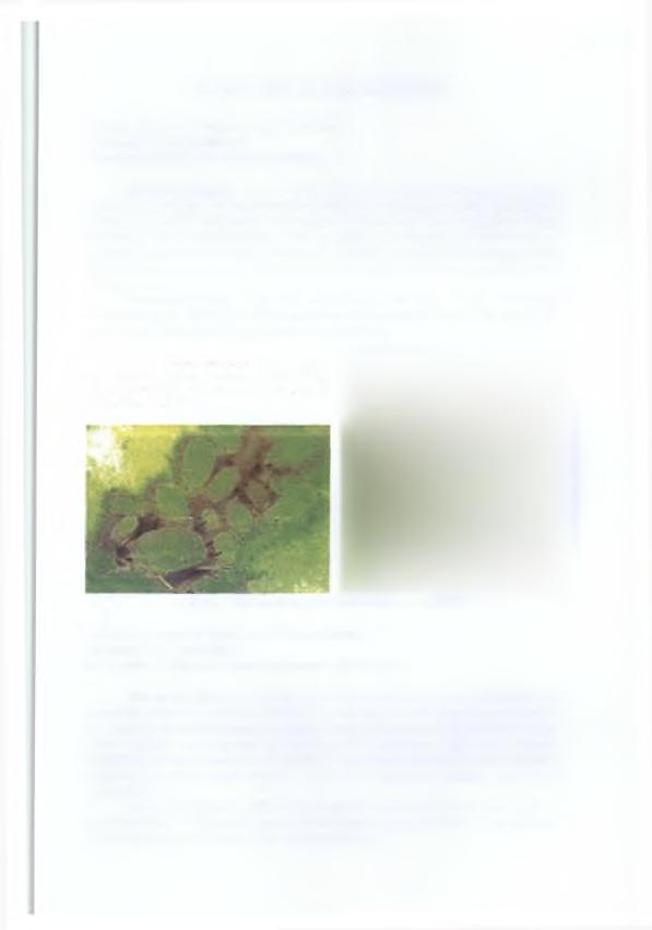 8. ΕΝΤΟΜΑ ΕΣΠΕΡΙΔΟΕΙΔΩΝ Aphis spiraecola Patch (Aphis citricola) (Homoptera, Aphididae) πράσινη αφίδα των εσπεριδοειδών Βιολογία-ζημίες. Έχει πολλές γενεές το έτος.