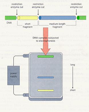 περιορισμού Δίκλωνο πλασμιδιακό DNA DNA κοντό θραύσμα μεσαίου-
