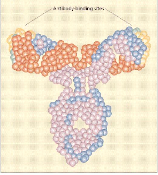 Omalizumab