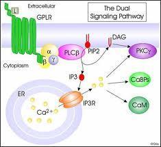 3) Παρέχουν ενδοκυτταρικά μονοπάτια απελευθέρωσης Ca +2 από υποκυτταρικά οργανίδια [16].