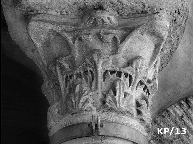 Στην τρίτη ζώνη δύο μίσχοι που εκφύονται από πρισμα- τικά εξάρματα 13, χωρίς τη μεσολάβηση φυλλοφόρων καλύκων, απολήγουν σε αντωπά τοποθετημένα φυλλάρια στο μέσον κάθε όψης, καθώς και σε έλικες κάτω