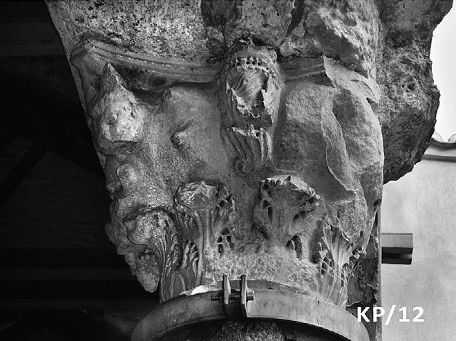 Οι απολήξεις των γλωσσίδων των πλευρικών λοβών των φύλλων της κάτω ζώνης εφάπτονται μεταξύ τους σχηματίζοντας ρομβοειδείς οφθαλμούς και κολπίσκους 43.